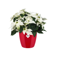 brussels diamond rund 22cm lovely rot